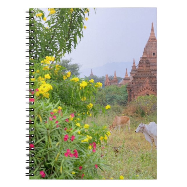 Asia, Myanmar (Burma), Bagan (Pagan). Cows Notebook (Front)