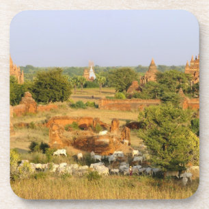 Asia, Myanmar (Burma), Bagan (Pagan). Cows pass Coaster