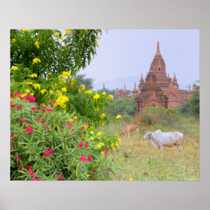 Asia, Myanmar (Burma), Bagan (Pagan). Cows Poster