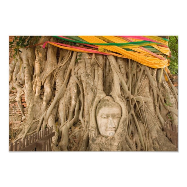 Asia, Thailand, Siam, Buddha in tree ruts at Photo Print (Front)