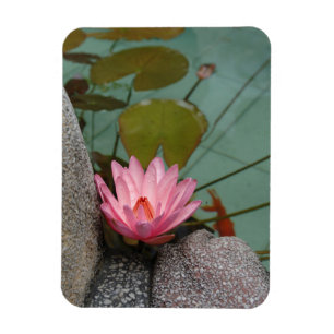 Asia, Vietnam. Water lily in a temple pond Magnet