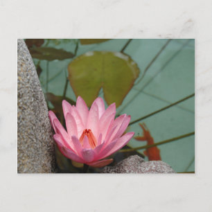 Asia, Vietnam. Water lily in a temple pond Postcard