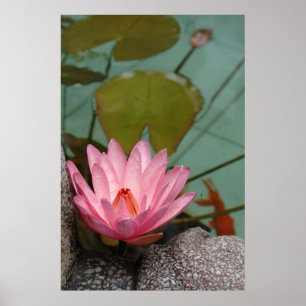 Asia, Vietnam. Water lily in a temple pond Poster