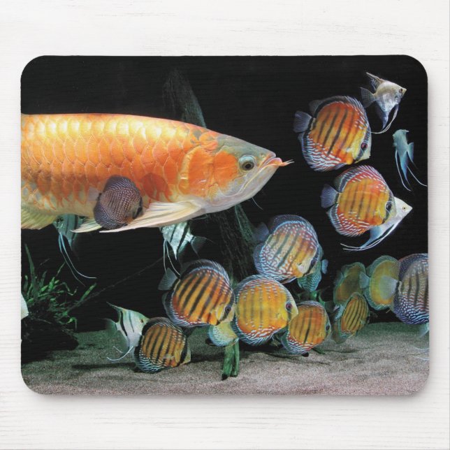 Asian ArowanaとDiscus fish Mouse Mat (Front)