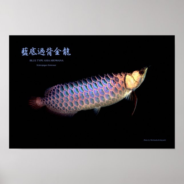 Asian Arowana ‘Blue Type’ Poster (Front)