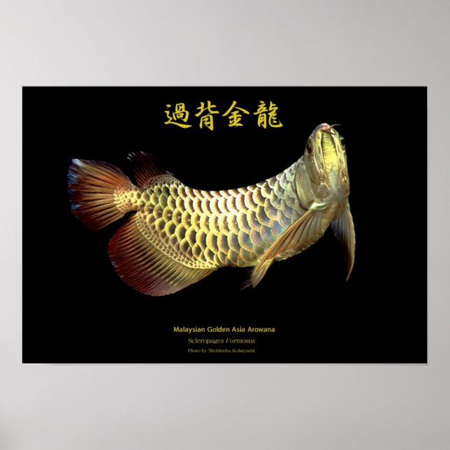 Asian Arowana “Golden Type”のポスター,No.02 Poster (Front)