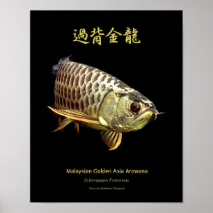 Asian Arowana “Golden Type”のポスター Poster