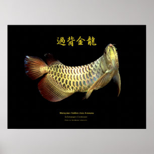 Asian Arowana “Golden Type” Poster