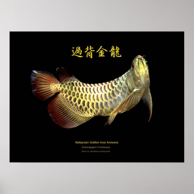 Asian Arowana “Golden Type” Poster (Front)