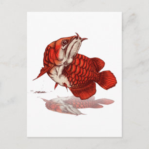 Asian arowana postcard