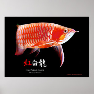Asian Arowana（Red Type） Poster