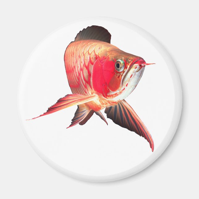 Asian Arowana “Super Red Type” Magnet (Front)