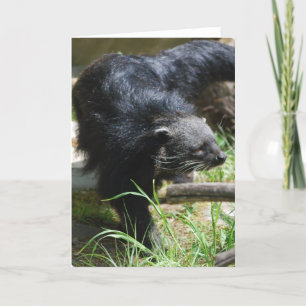 Asian Bearcat Greeting Card