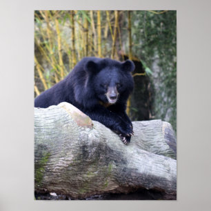 Asian Black Bear Poster