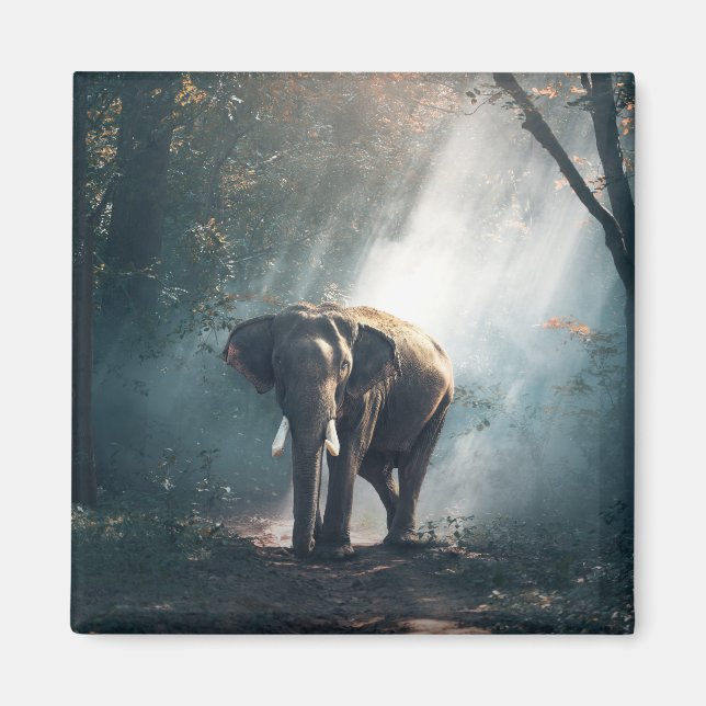Asian Elephant in a Sunlit Forest Clearing Magnet (Front)