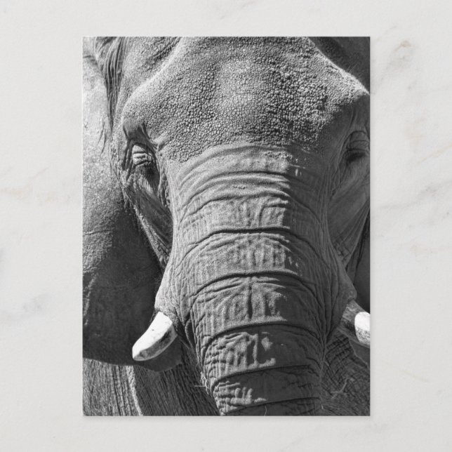 Asian Elephant in Black and White Postcard (Front)