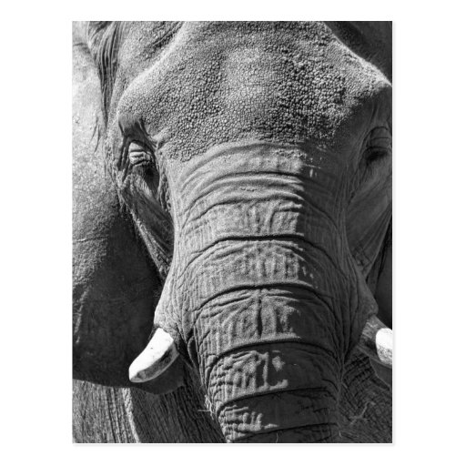 Image of Asian Elephant in Black and White Postcard