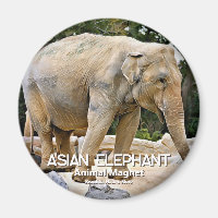 Asian Elephant