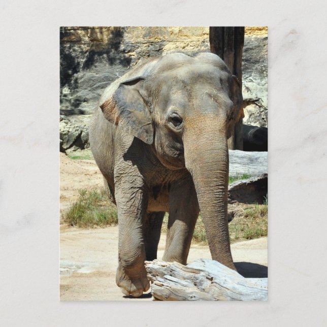 Asian Elephant Photograph Postcard (Front)