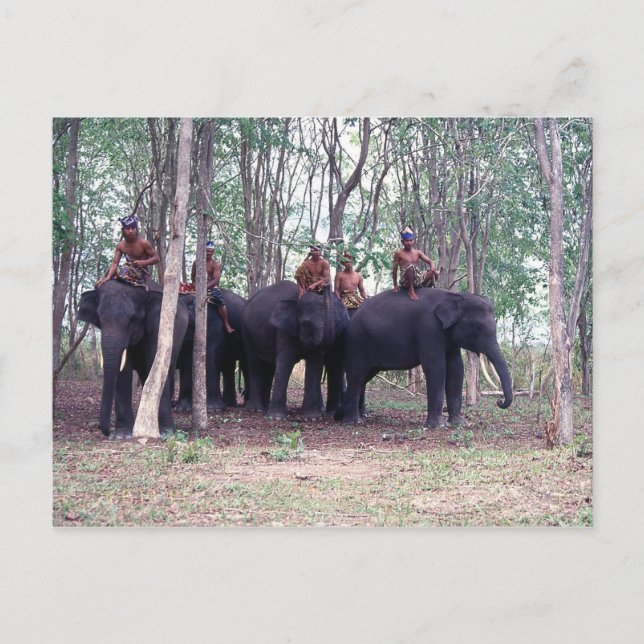 Asian Elephant Postcard (Front)