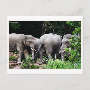 Asian elephant postcard