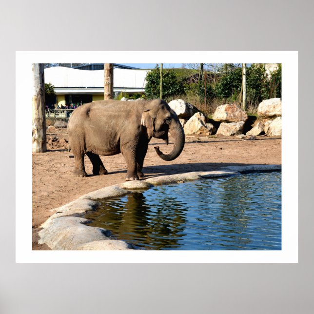 Asian elephant poster (Front)