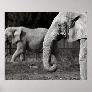 Asian Elephant Poster Print