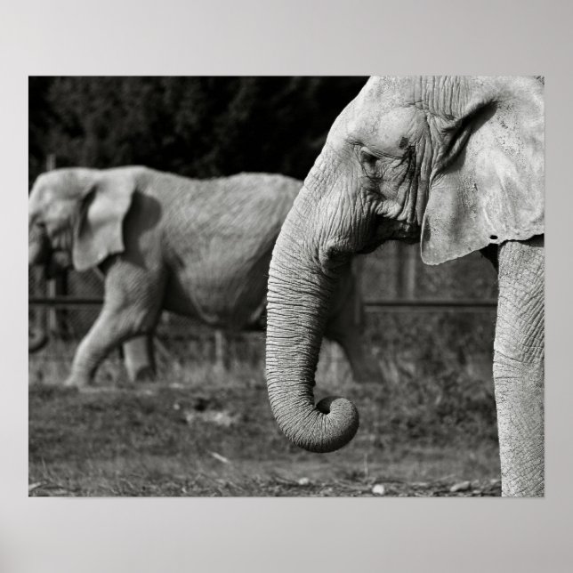 Asian Elephant Poster Print (Front)