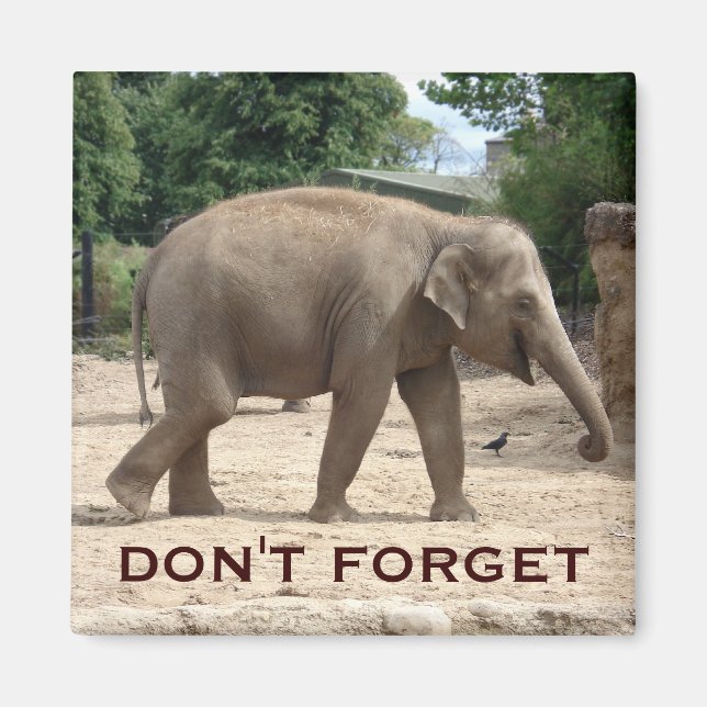 Asian Elephant Save The Date Magnet (Front)