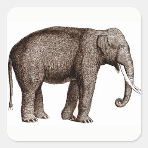 Asian Elephant Stickers