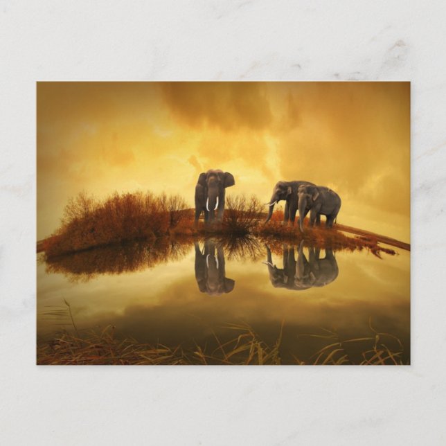 Asian Elephants in Thailand under a glowing sunset Postcard (Front)