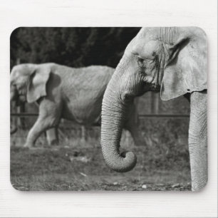 Asian Elephants Mouse Pad