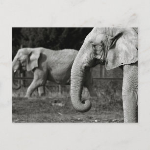 Asian Elephants Postcard