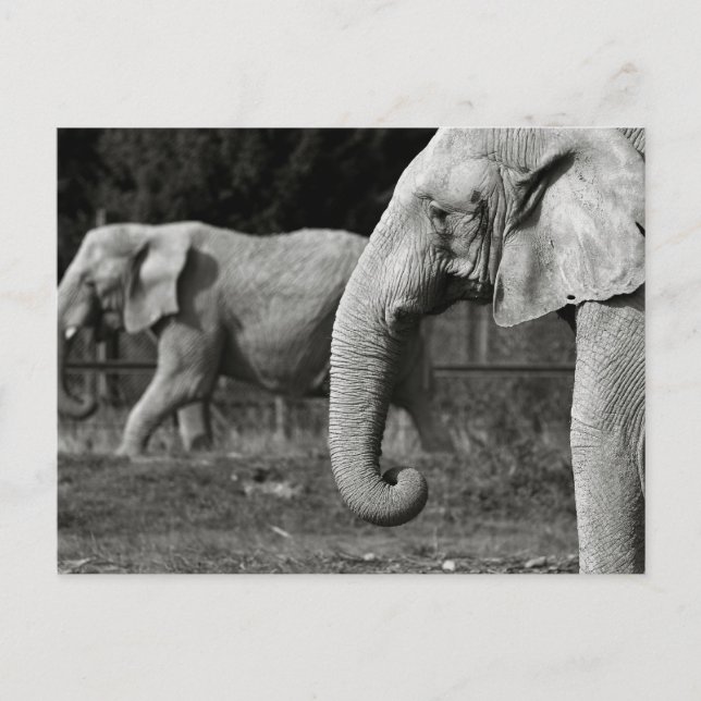 Asian Elephants Postcard (Front)