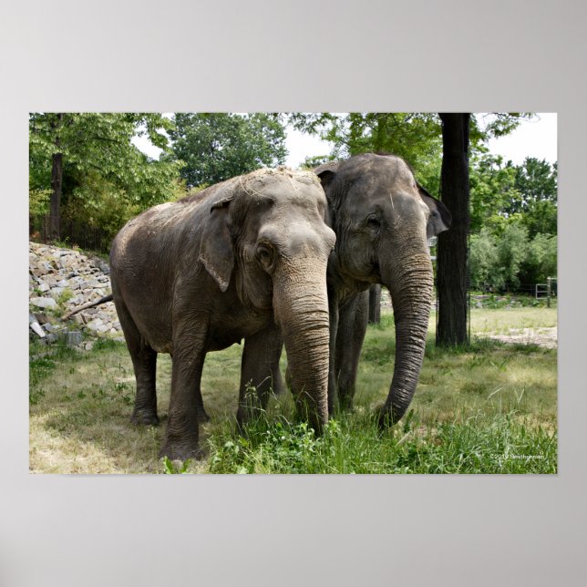 Asian Elephants Side by Side Poster (Front)