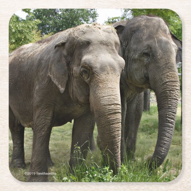 Asian Elephants Side by Side Square Paper Coaster (Front)