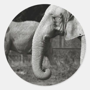 Asian Elephants Stickers