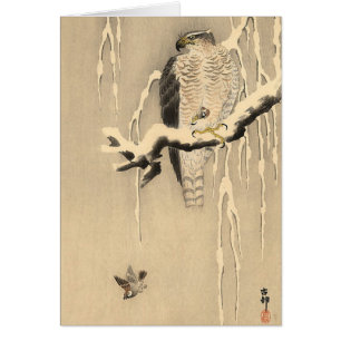 Asian Goshawk