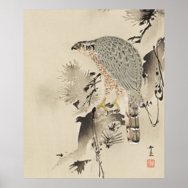 Asian Goshawk - 1890 Poster (Front)