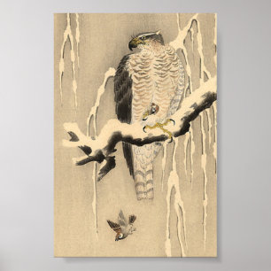 Asian Goshawk Painting Poster