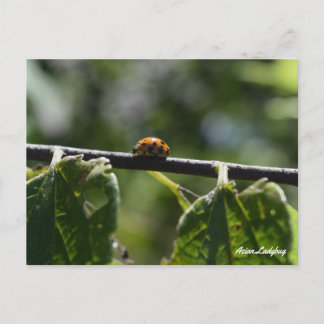 Asian Ladybug Butterfly Postcard