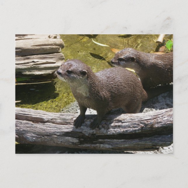 Asian Small-clawed Otters Postcard (Front)