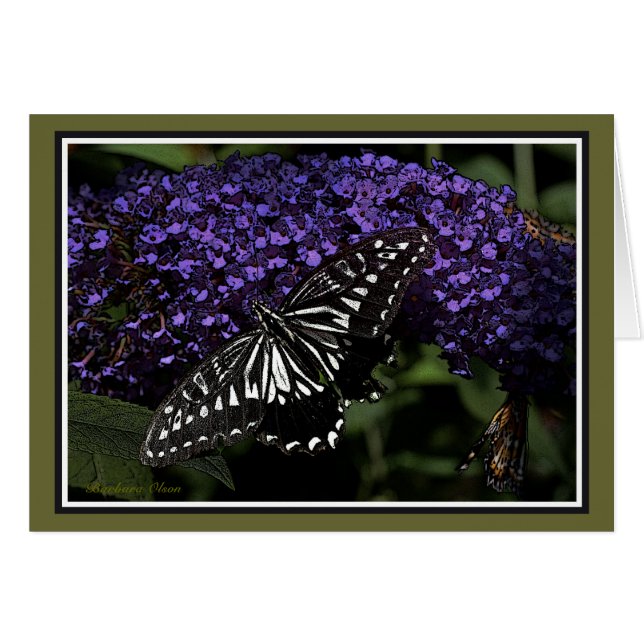 Asian Swallowtail: Butterfly (Front Horizontal)