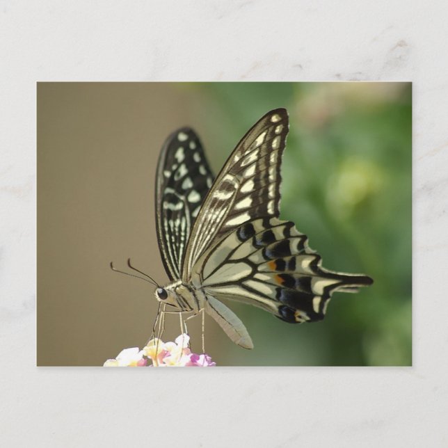 Asian Swallowtail Postcard (Front)