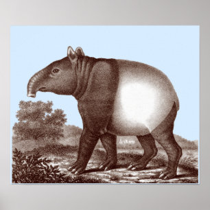 Asian Tapir - Changeable Background & Border Poster