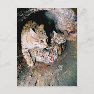 Asian wildcat postcard