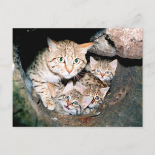 Asian wildcat postcard
