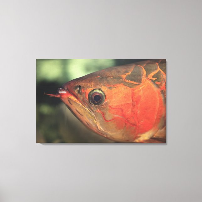 Asiatic arowana canvas print (Front)