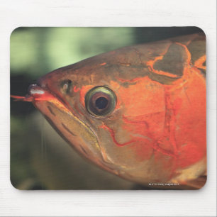 Asiatic arowana mouse mat