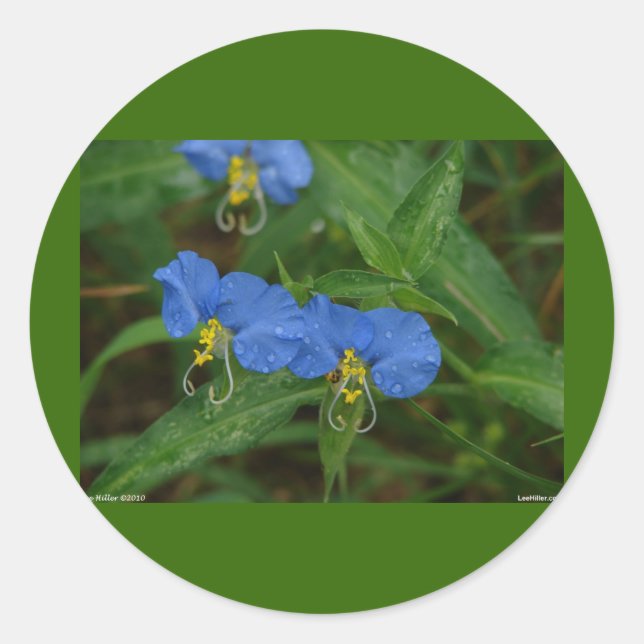 Asiatic Dayflower Blue WIldflower Apparel & Gifts Classic Round Sticker (Front)